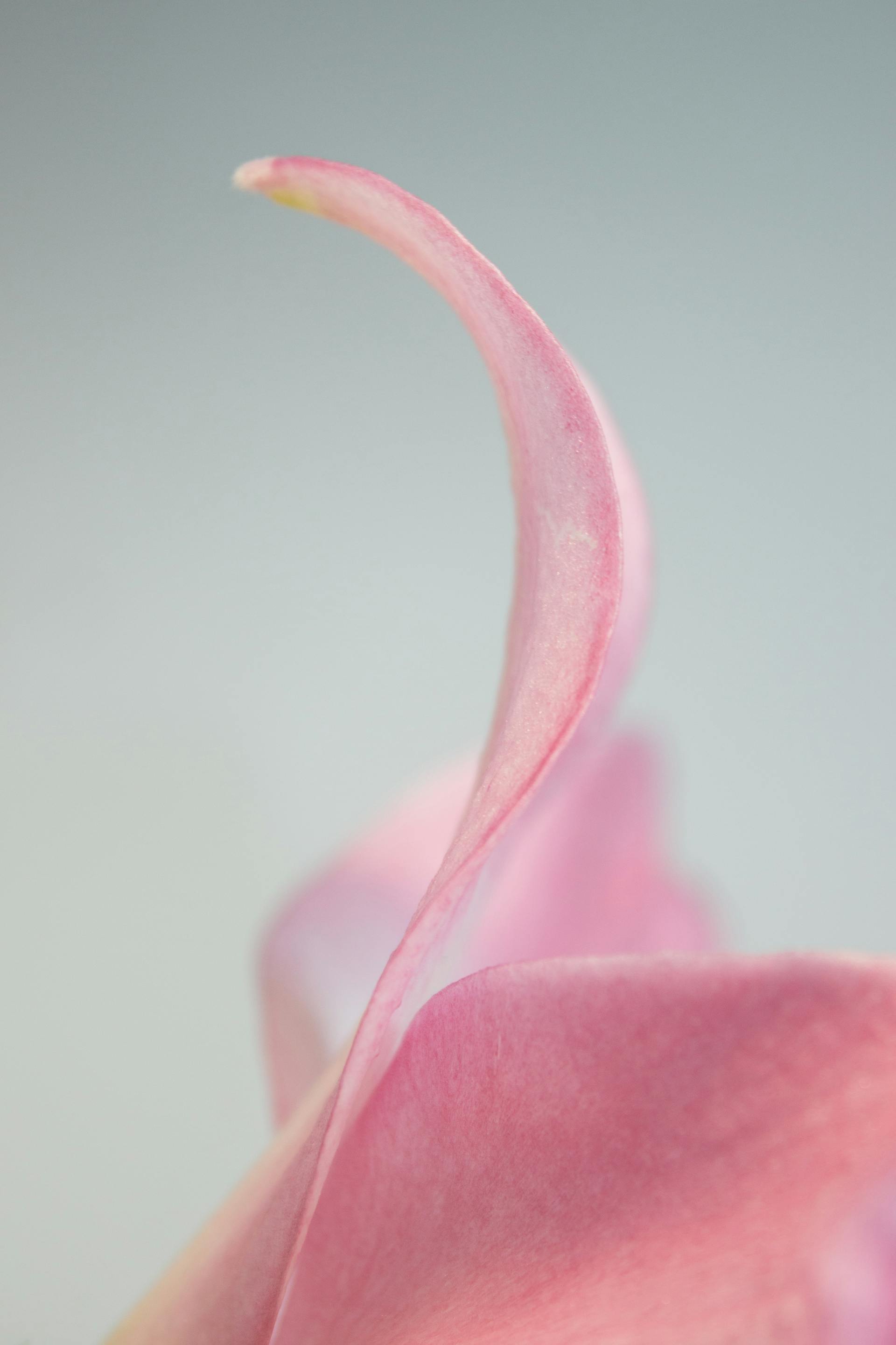 Cánh hoa, nền, petals, background - DI LAI
