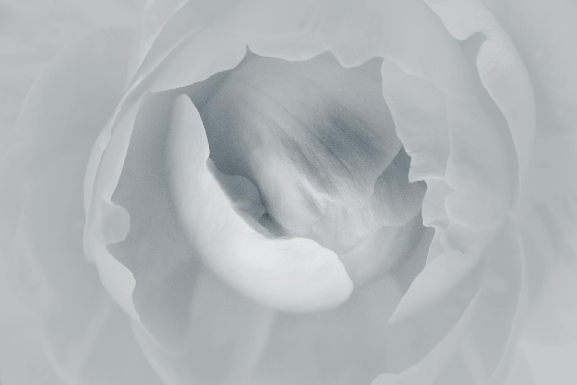 Cánh hoa, nền, trắng đen, petals, background, black and white - DI LAI 1
