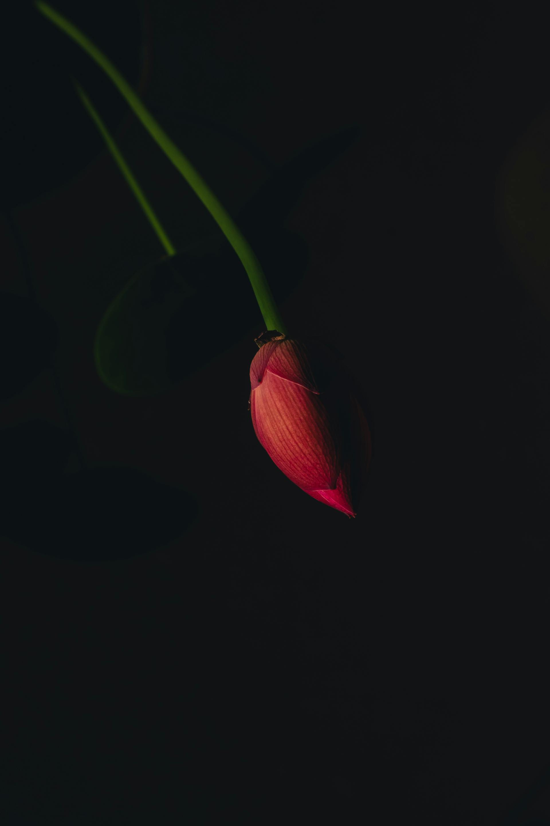 Hoa sen, búp sen, hoa, lotus, lotus bud, flower- DI LAI 6