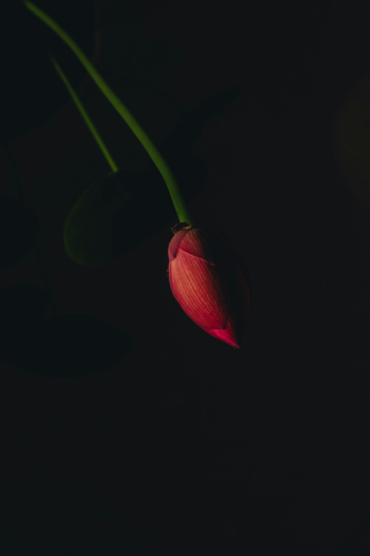 Hoa sen, búp sen, hoa, lotus, lotus bud, flower- DI LAI 6