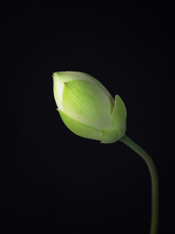 Hoa sen, búp sen, hoa, lotus, lotus bud, flower- DI LAI 7