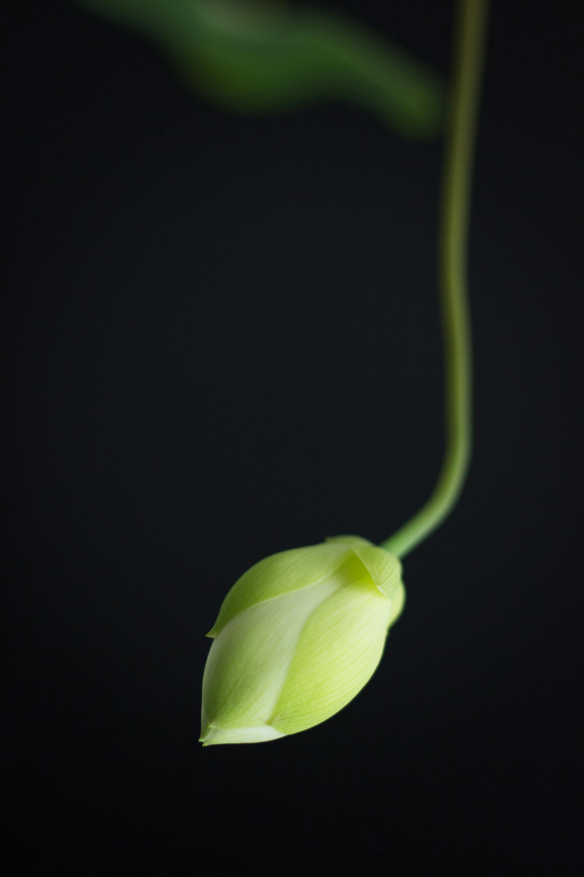 Hoa sen, búp sen, hoa, lotus, lotus bud, flower- DI LAI 8