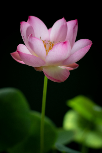 Hoa sen, búp sen, hoa, lotus, lotus bud, flower- DI LAI