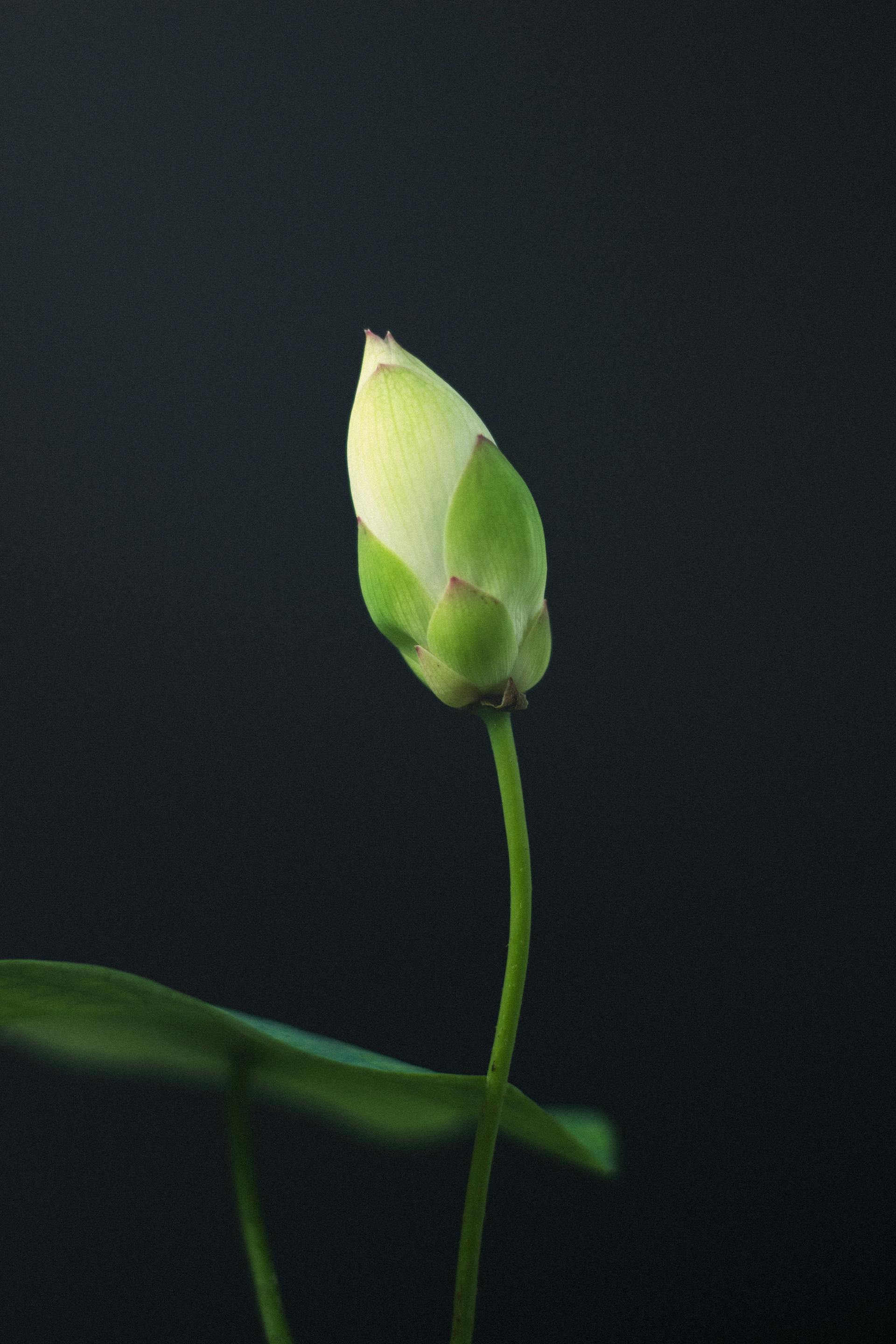 Hoa sen, búp sen, hoa, lotus, lotus bud, flower- DI LAI 1