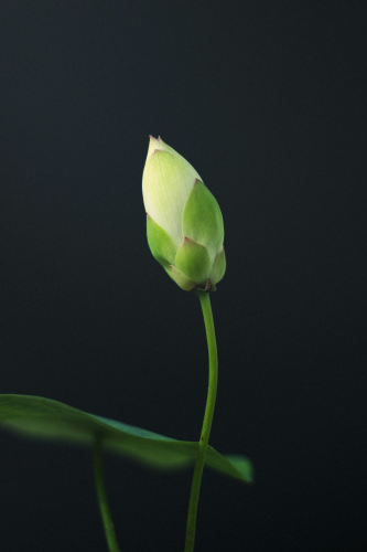 Hoa sen, búp sen, hoa, lotus, lotus bud, flower- DI LAI 1