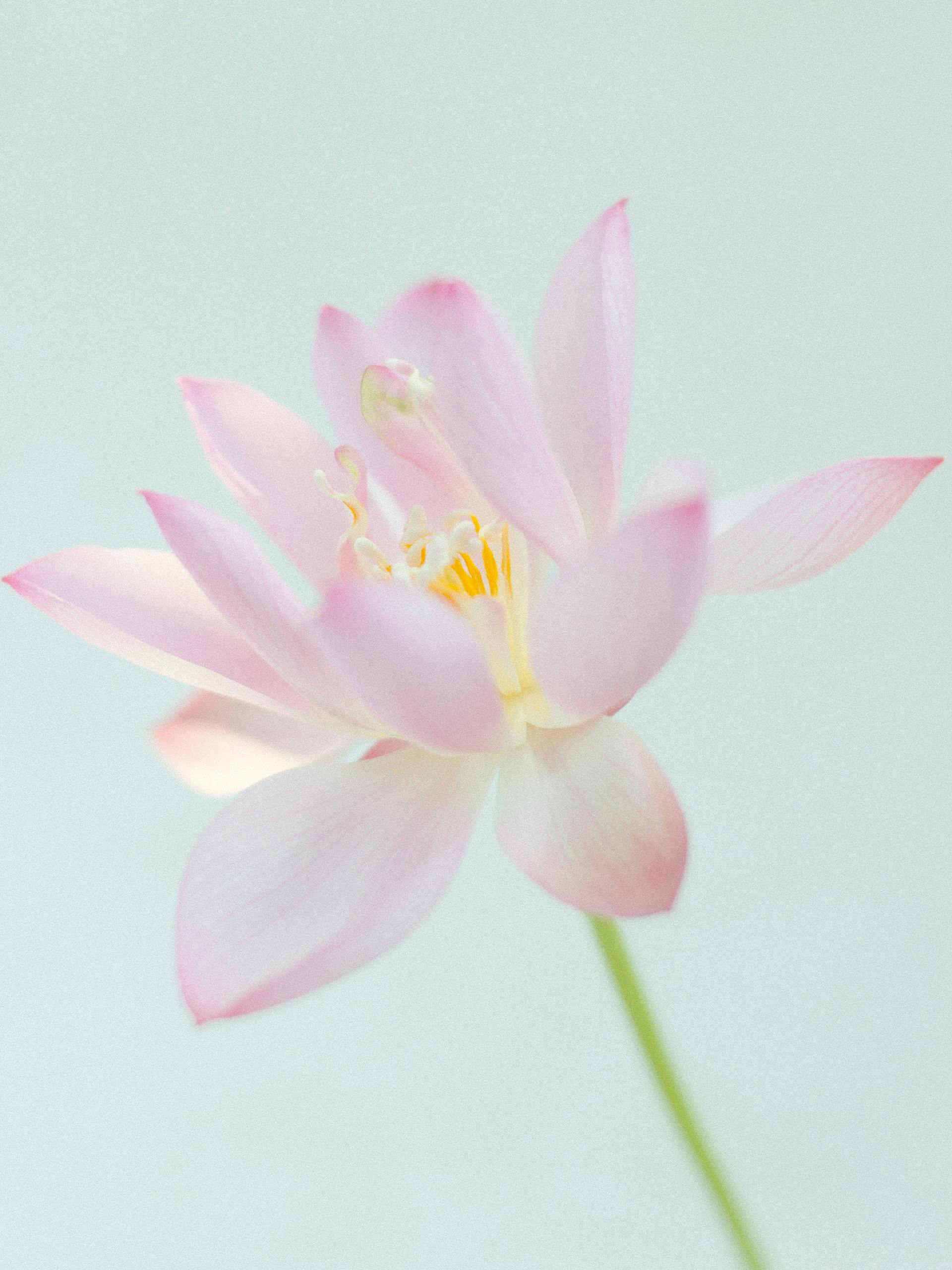 Hoa sen, búp sen, hoa, lotus, lotus bud, flower- DI LAI 3