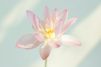 Hoa sen, búp sen, hoa, lotus, lotus bud, flower- DI LAI 4