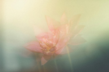 Hoa, mờ, flower, blur - DI LAI 2