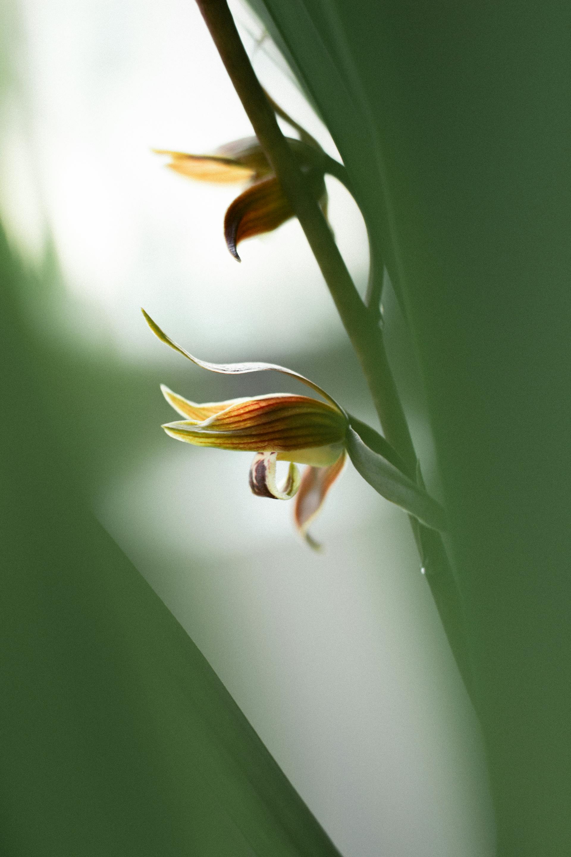 Hoa, mờ, flower, blur - DI LAI