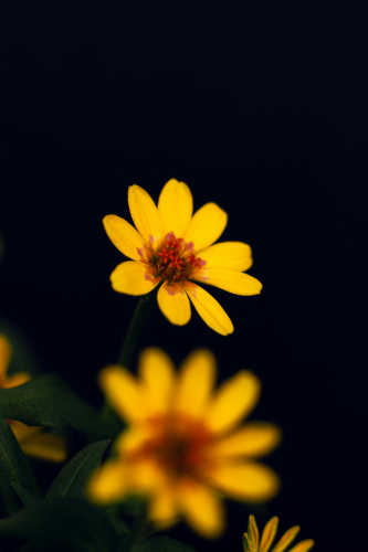 Hoa cúc, hoa, màu vàng, mờ, chrysanthemum, flower, yellow, blur - DI LAI