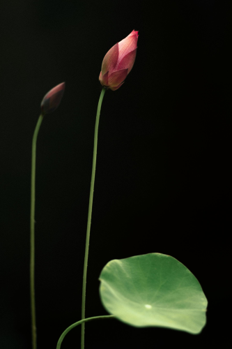 Hoa sen, búp sen, hoa, lotus, lotus bud, flower- DI LAI 9