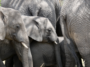 Con voi, đàn voi, hoang dã, động vật, rừng, elephant, wild, animal, forest - Dirk Pothen