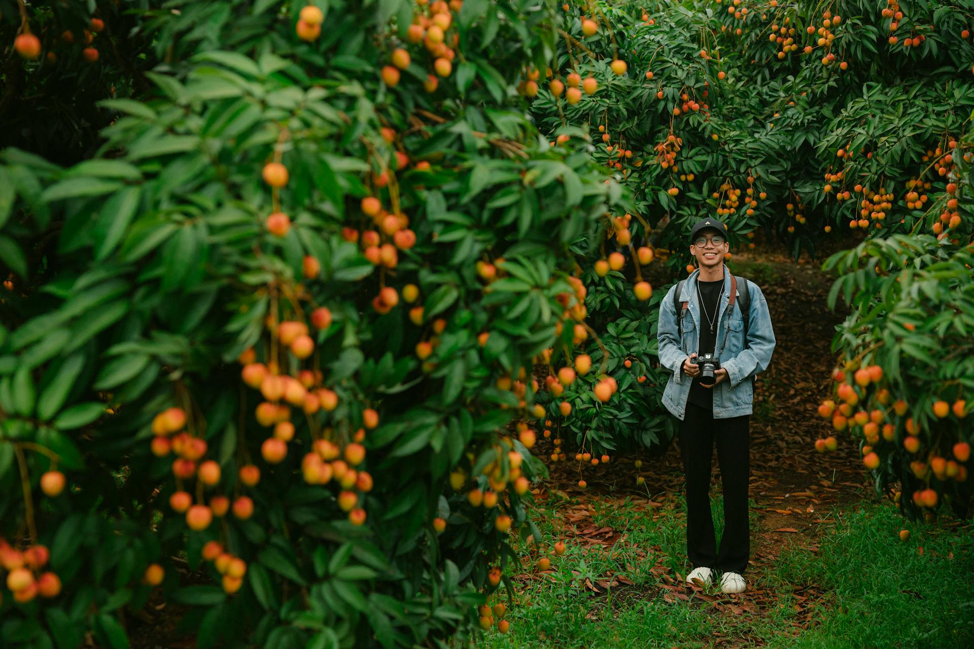 Con trai, chụp ảnh, vườn vải, nông dân, lychee garden, boy, farmer - HONG SON 3
