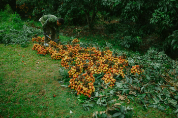Đàn ông, vườn vải, nông dân, lychee garden, man, farmer - HONG SON