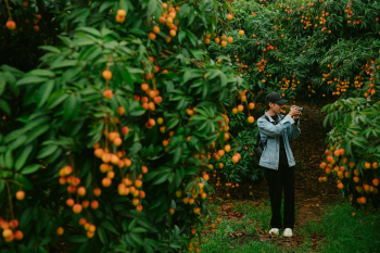 Con trai, chụp ảnh, vườn vải, nông dân, lychee garden, boy, farmer - HONG SON 4
