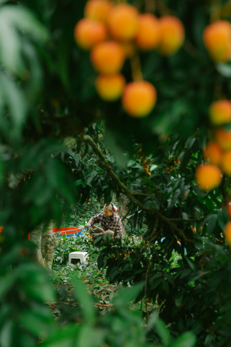 Phụ nữ, vườn vải, nông dân, lychee garden, woman, farmer - HONG SON 3