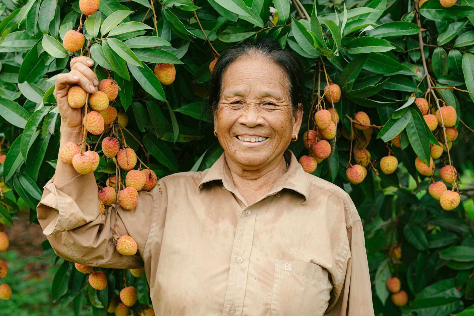Phụ nữ, vườn vải, nông dân, lychee garden, woman, farmer - HONG SON 1
