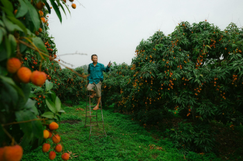 Đàn ông, vườn vải, nông dân, lychee garden, man, farmer - HONG SON 2