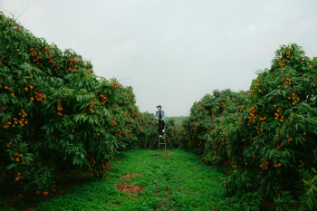 Con trai, chụp ảnh, vườn vải, nông dân, lychee garden, boy, farmer - HONG SON 6