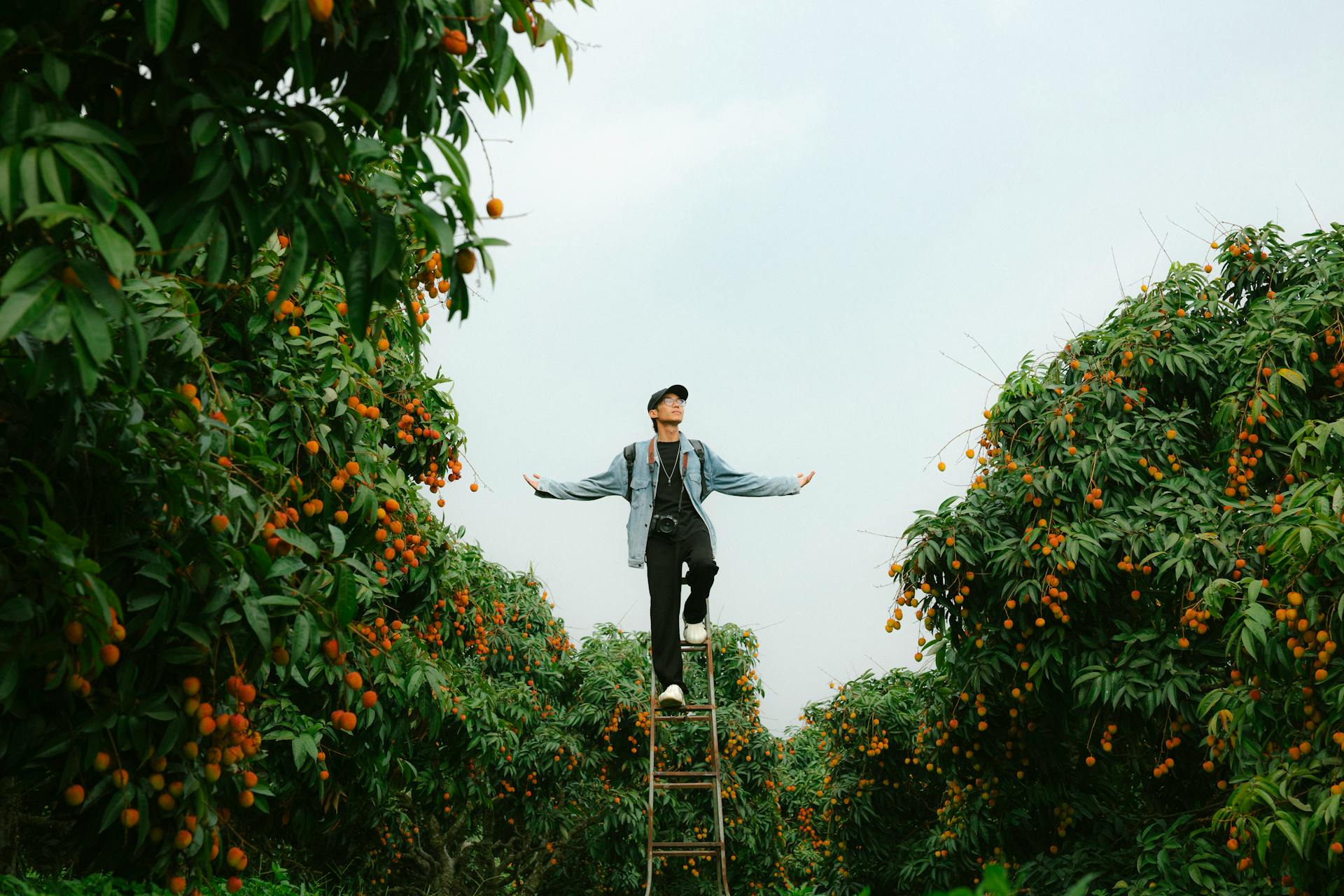Con trai, chụp ảnh, vườn vải, nông dân, lychee garden, boy, farmer - HONG SON