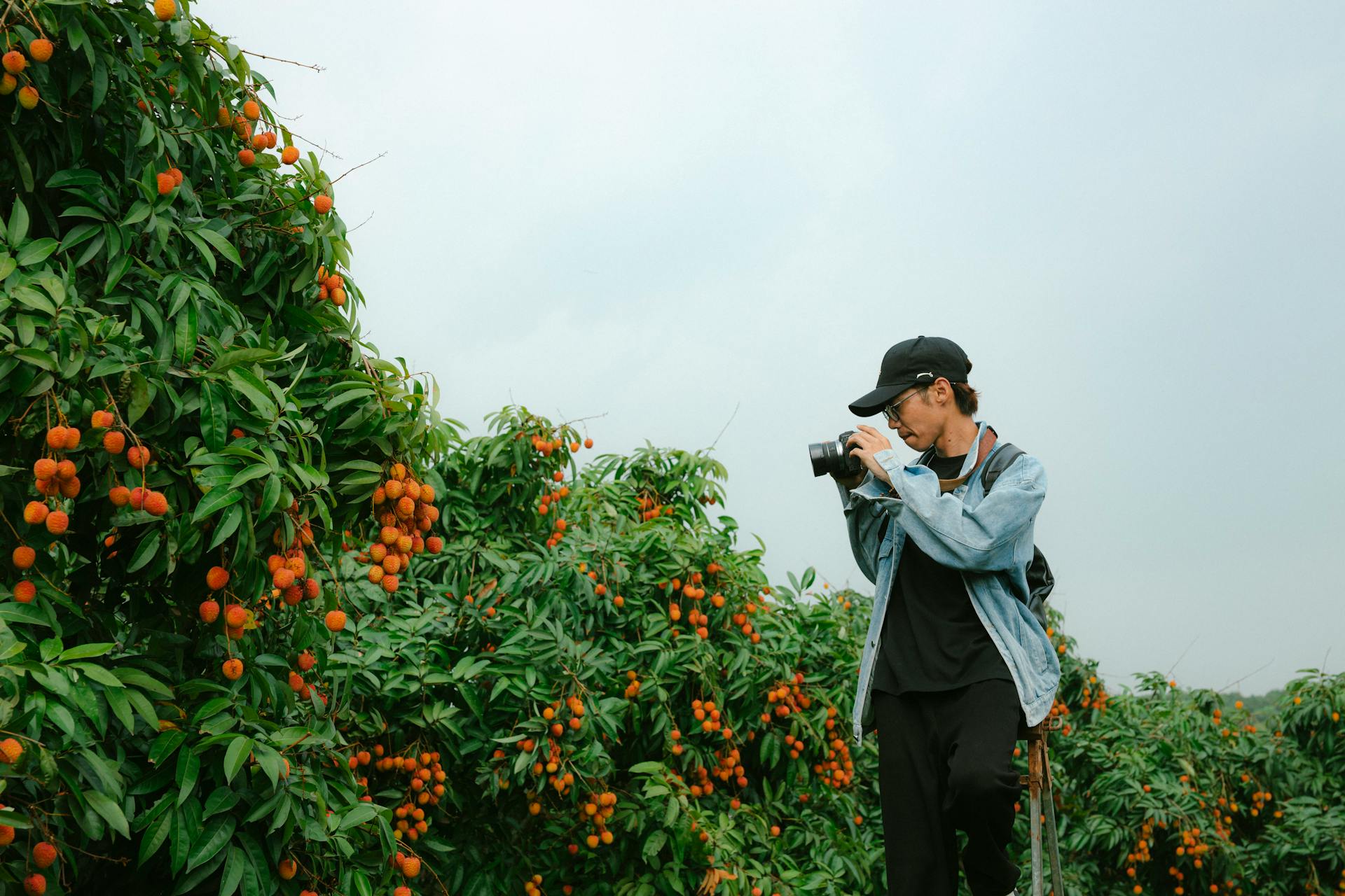 Con trai, chụp ảnh, vườn vải, nông dân, lychee garden, boy, farmer - HONG SON 1