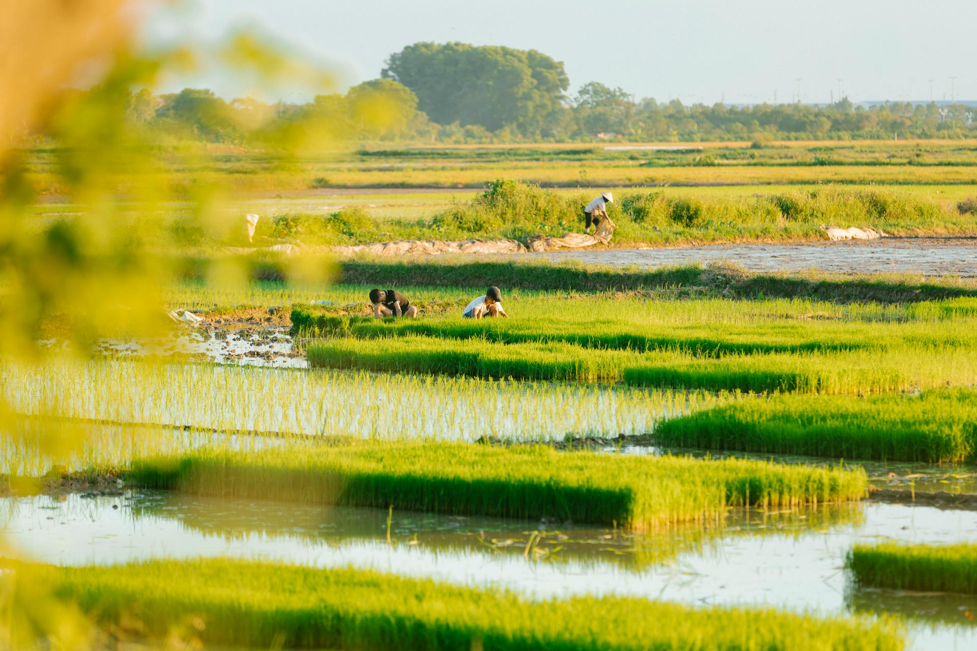 Nông dân, farmer, farm, cấy lúa, trồng lúa, nông thôn, miền quê, Việt Nam - HONG SON 14