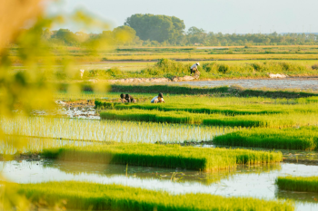 Nông dân, farmer, farm, cấy lúa, trồng lúa, nông thôn, miền quê, Việt Nam - HONG SON 14