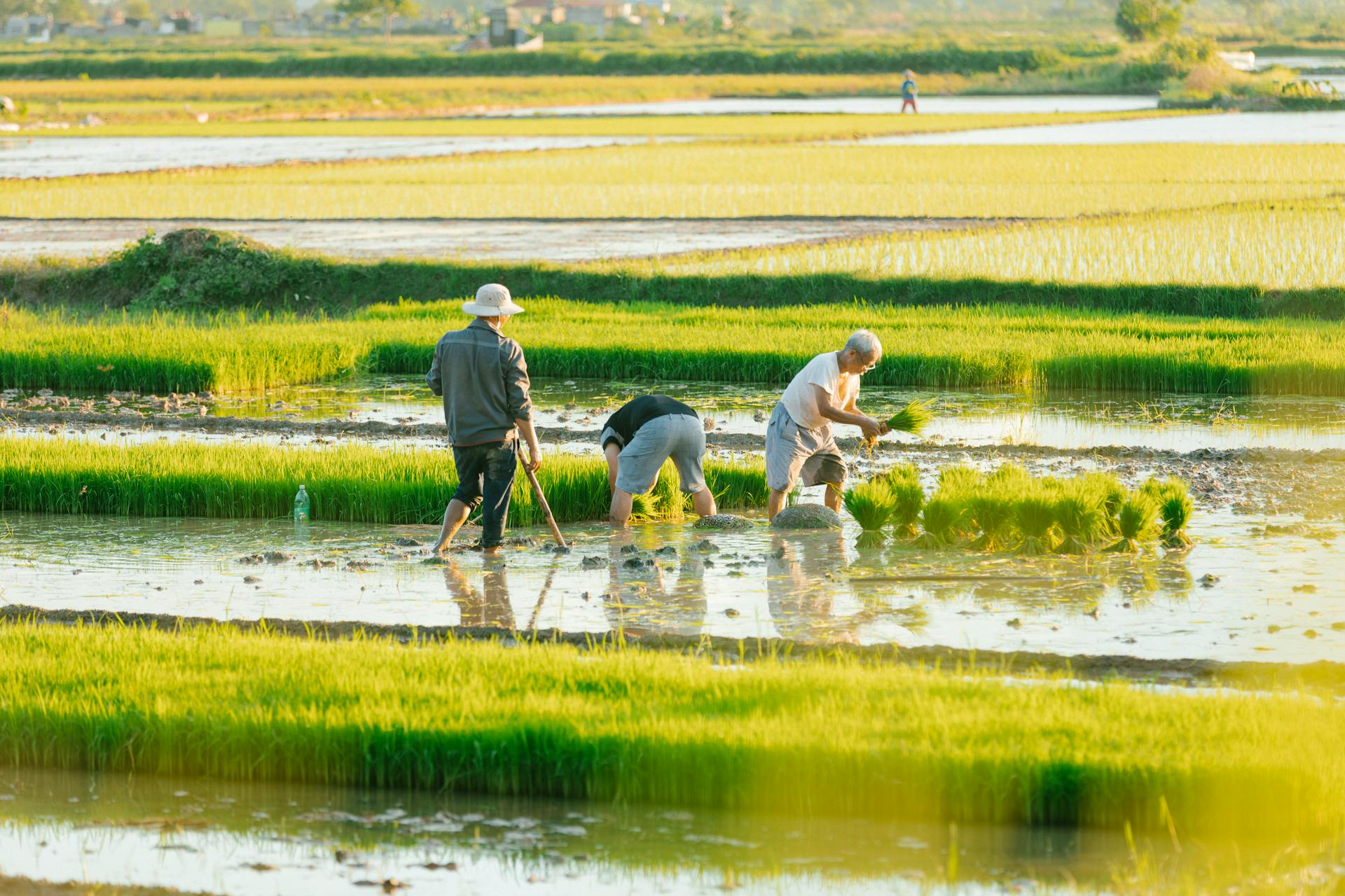 Nông dân, farmer, farm, cấy lúa, trồng lúa, nông thôn, miền quê, Việt Nam - HONG SON 15