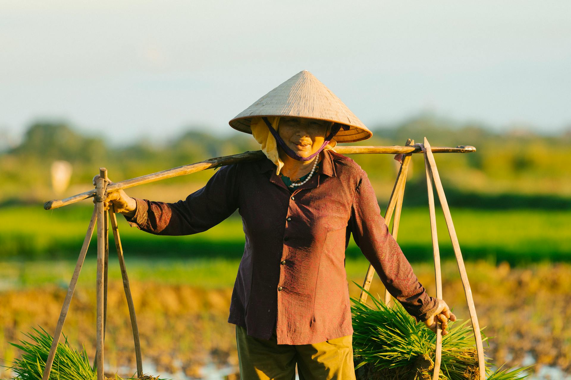 Cánh đồng, đồng ruộng, nông dân, làm lúa, field, paddy field, farmer, rice farming - HONG SON 10