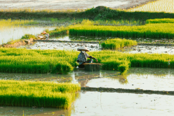 Nông dân, farmer, farm, cấy lúa, trồng lúa, nông thôn, miền quê, Việt Nam - HONG SON 16