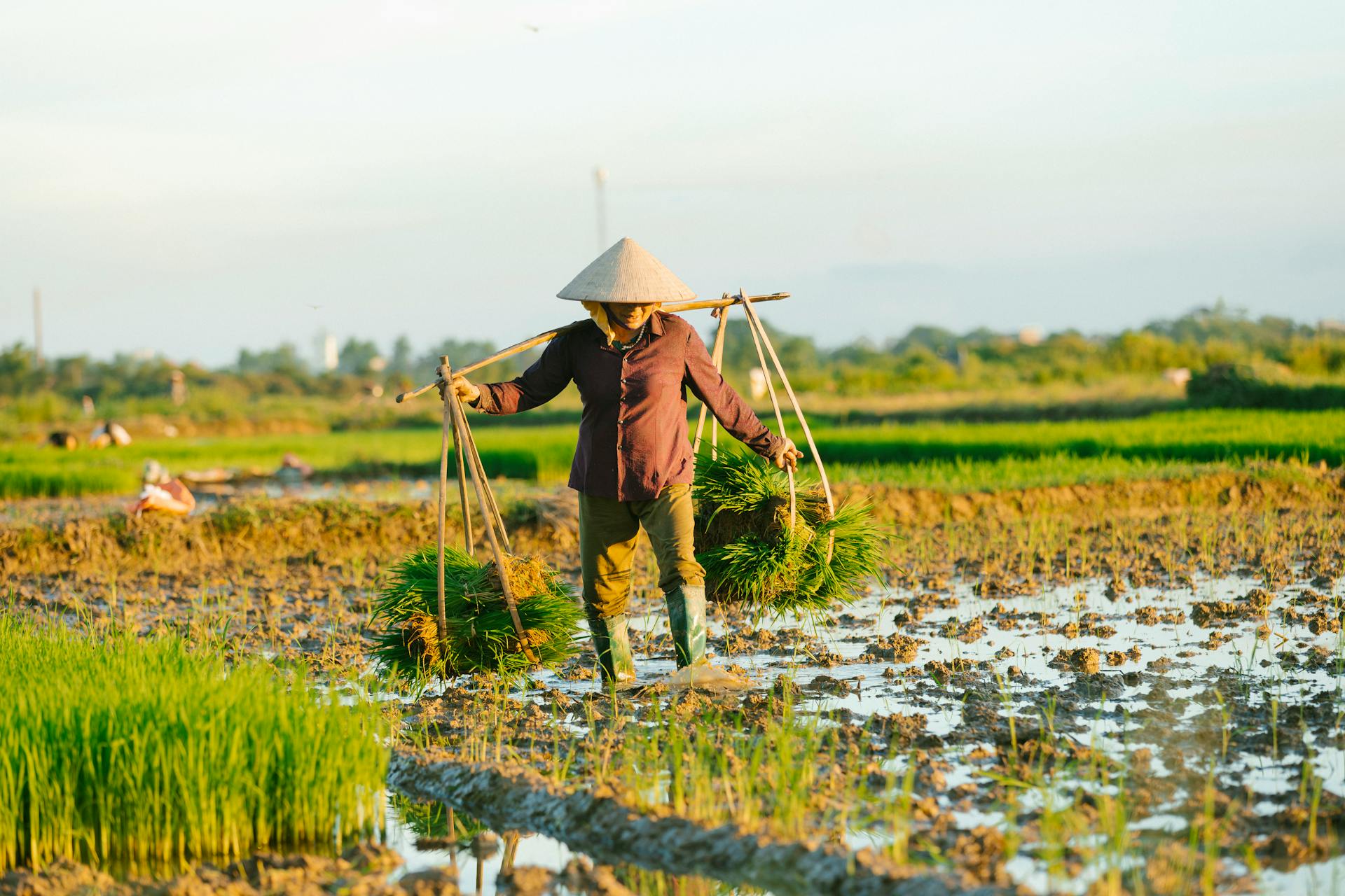 Cánh đồng, đồng ruộng, nông dân, làm lúa, field, paddy field, farmer, rice farming - HONG SON 12