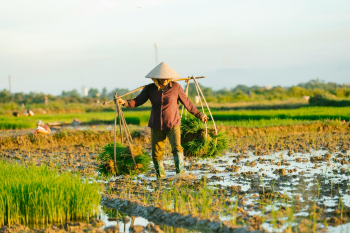 Nông dân, farmer, farm, cấy lúa, trồng lúa, nông thôn, miền quê, Việt Nam - HONG SON 17