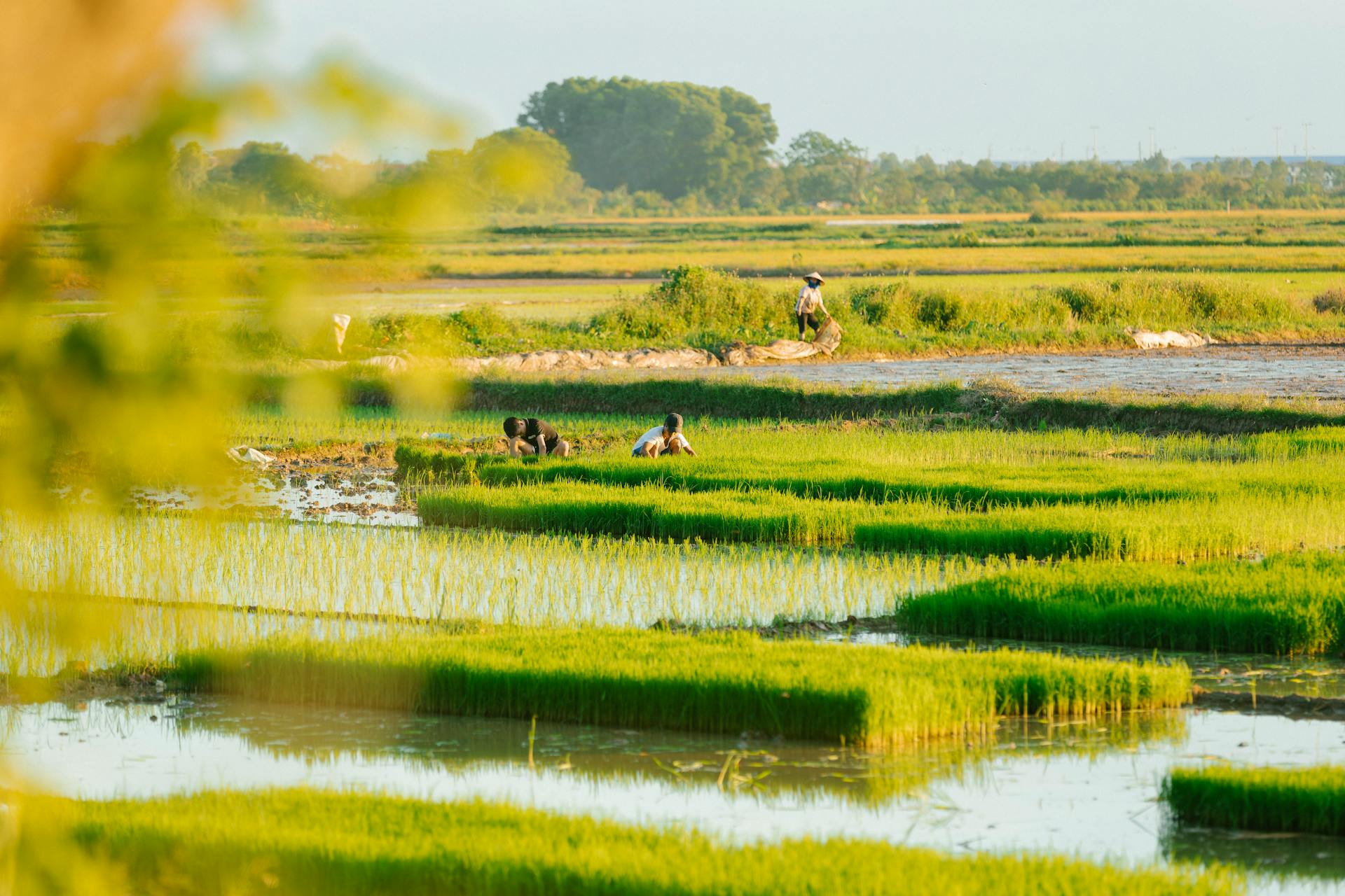 Nông dân, farmer, farm, cấy lúa, trồng lúa, nông thôn, miền quê, Việt Nam - HONG SON 18
