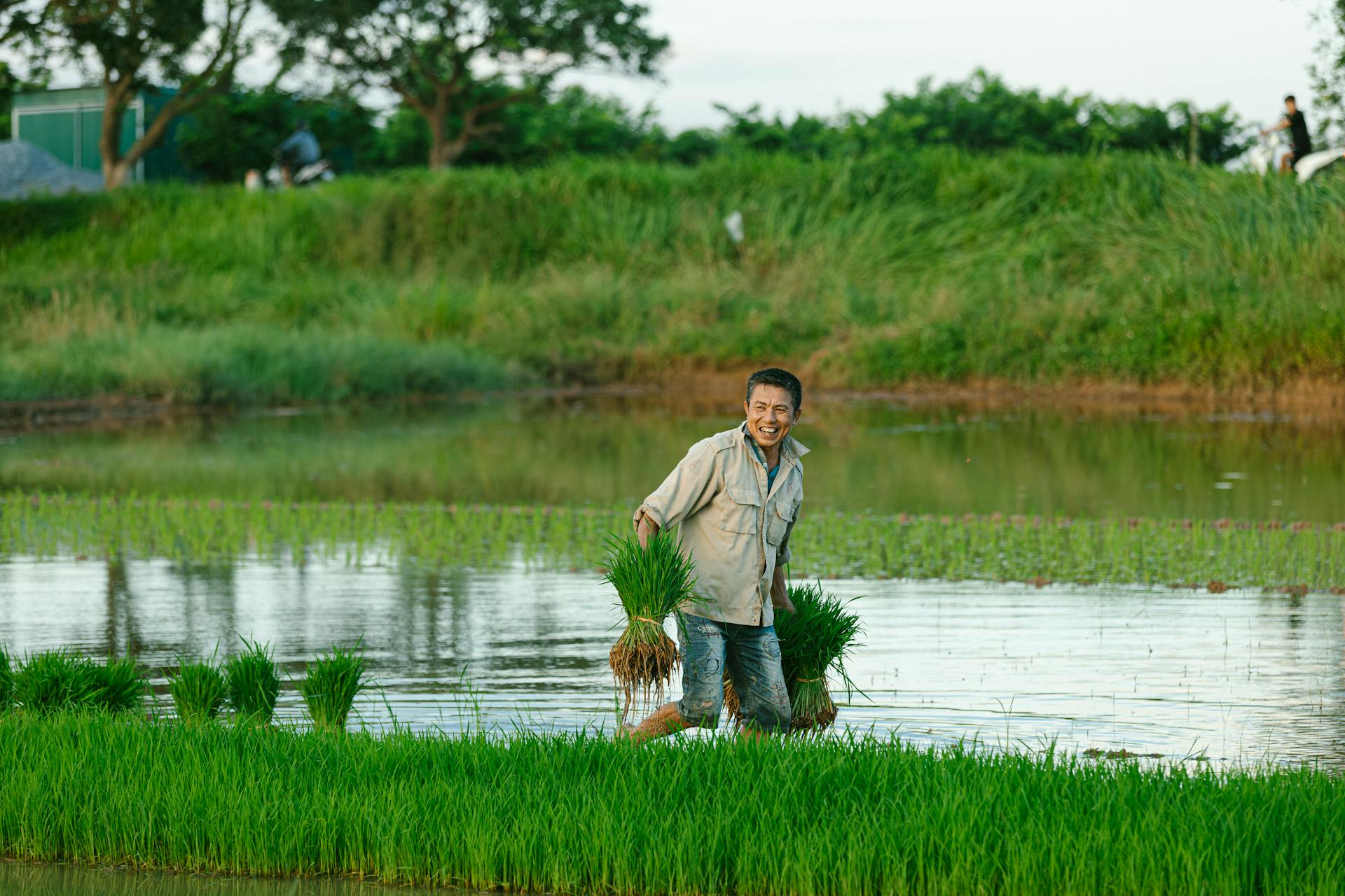 Nông dân, farmer, farm, cấy lúa, trồng lúa, nông thôn, miền quê, Việt Nam - HONG SON 19
