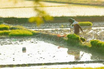 Cánh đồng, đồng ruộng, nông dân, làm lúa, field, paddy field, farmer, rice farming - HONG SON 14