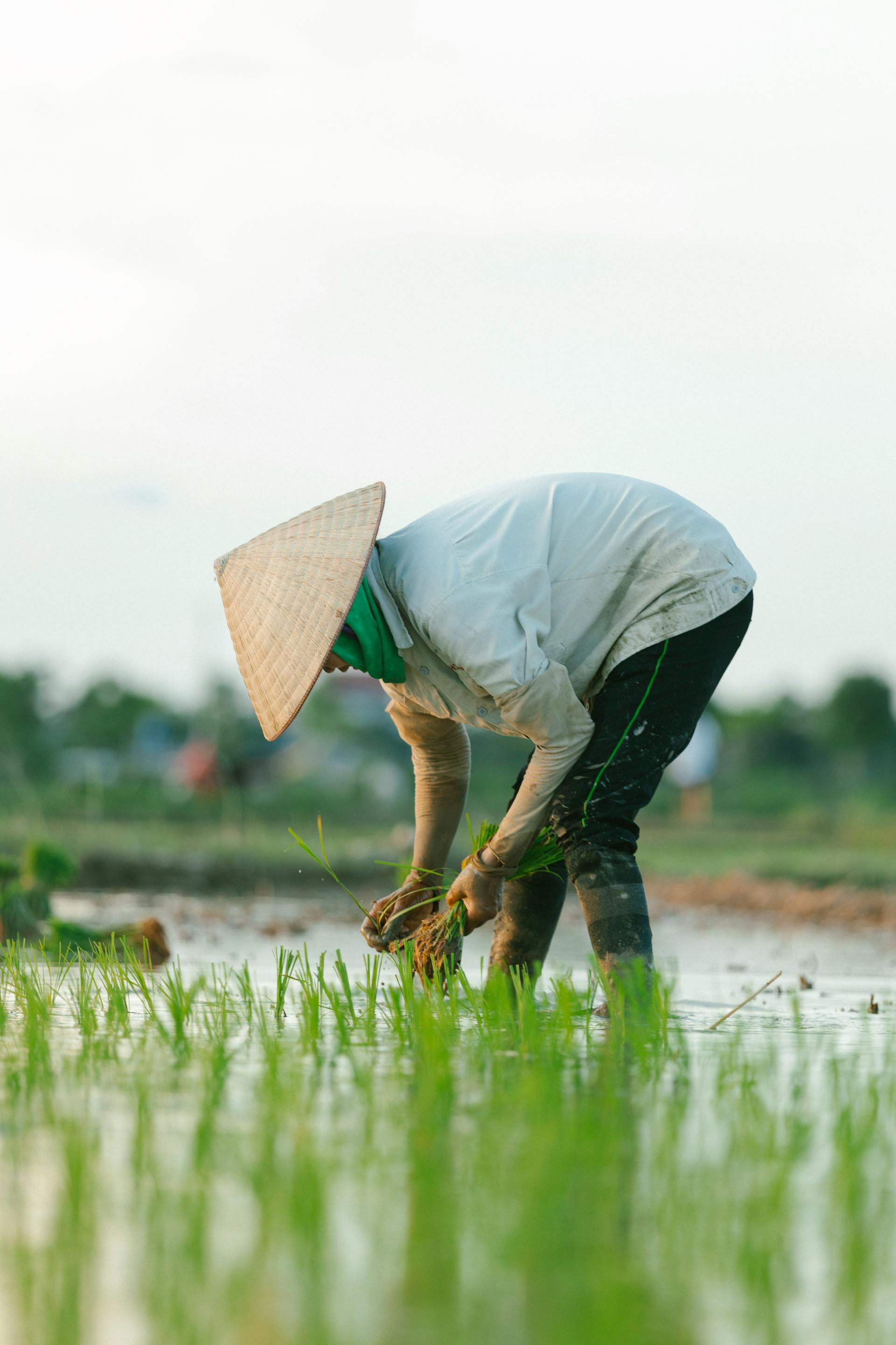 Cánh đồng, đồng ruộng, nông dân, làm lúa, field, paddy field, farmer, rice farming - HONG SON 16