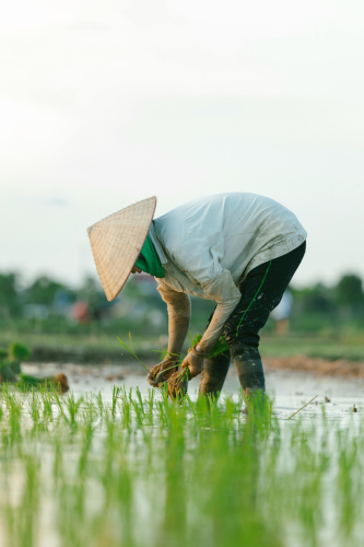Cánh đồng, đồng ruộng, nông dân, làm lúa, field, paddy field, farmer, rice farming - HONG SON 16