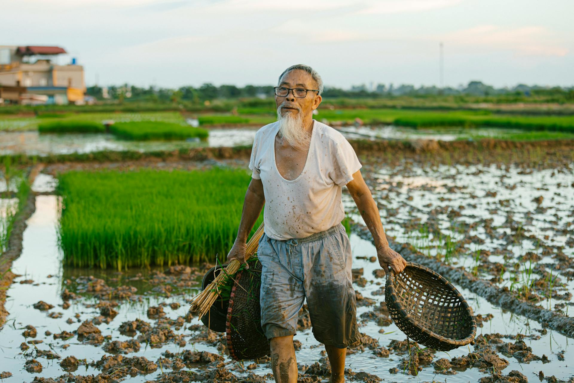 Cánh đồng, đồng ruộng, nông dân, làm lúa, field, paddy field, farmer, rice farming - HONG SON 18