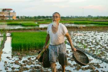 Cánh đồng, đồng ruộng, nông dân, làm lúa, field, paddy field, farmer, rice farming - HONG SON 18