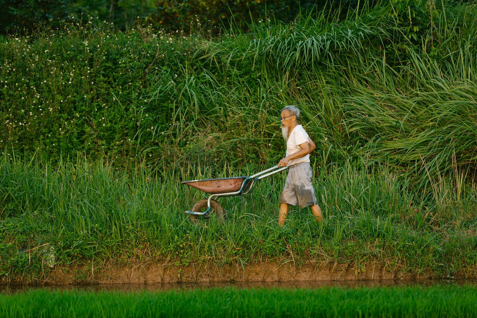 Cánh đồng, đồng ruộng, nông dân, làm lúa, field, paddy field, farmer, rice farming - HONG SON 9