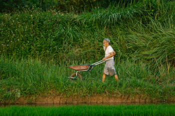 Cánh đồng, đồng ruộng, nông dân, làm lúa, field, paddy field, farmer, rice farming - HONG SON 9