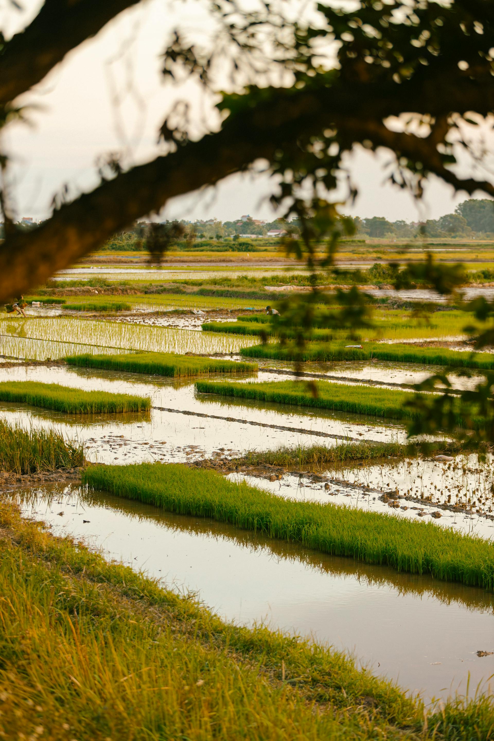 Nông dân, farmer, farm, cấy lúa, trồng lúa, nông thôn, miền quê, Việt Nam - HONG SON 12