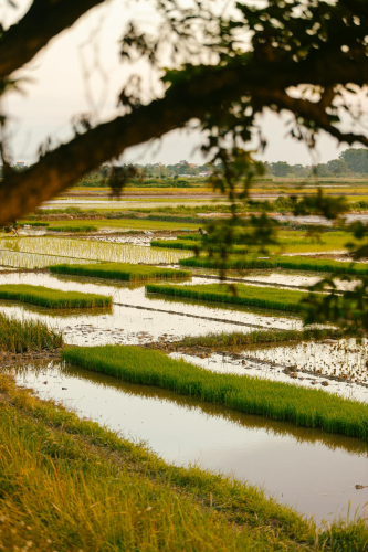 Cánh đồng, đồng ruộng, nông dân, làm lúa, field, paddy field, farmer, rice farming - HONG SON 7