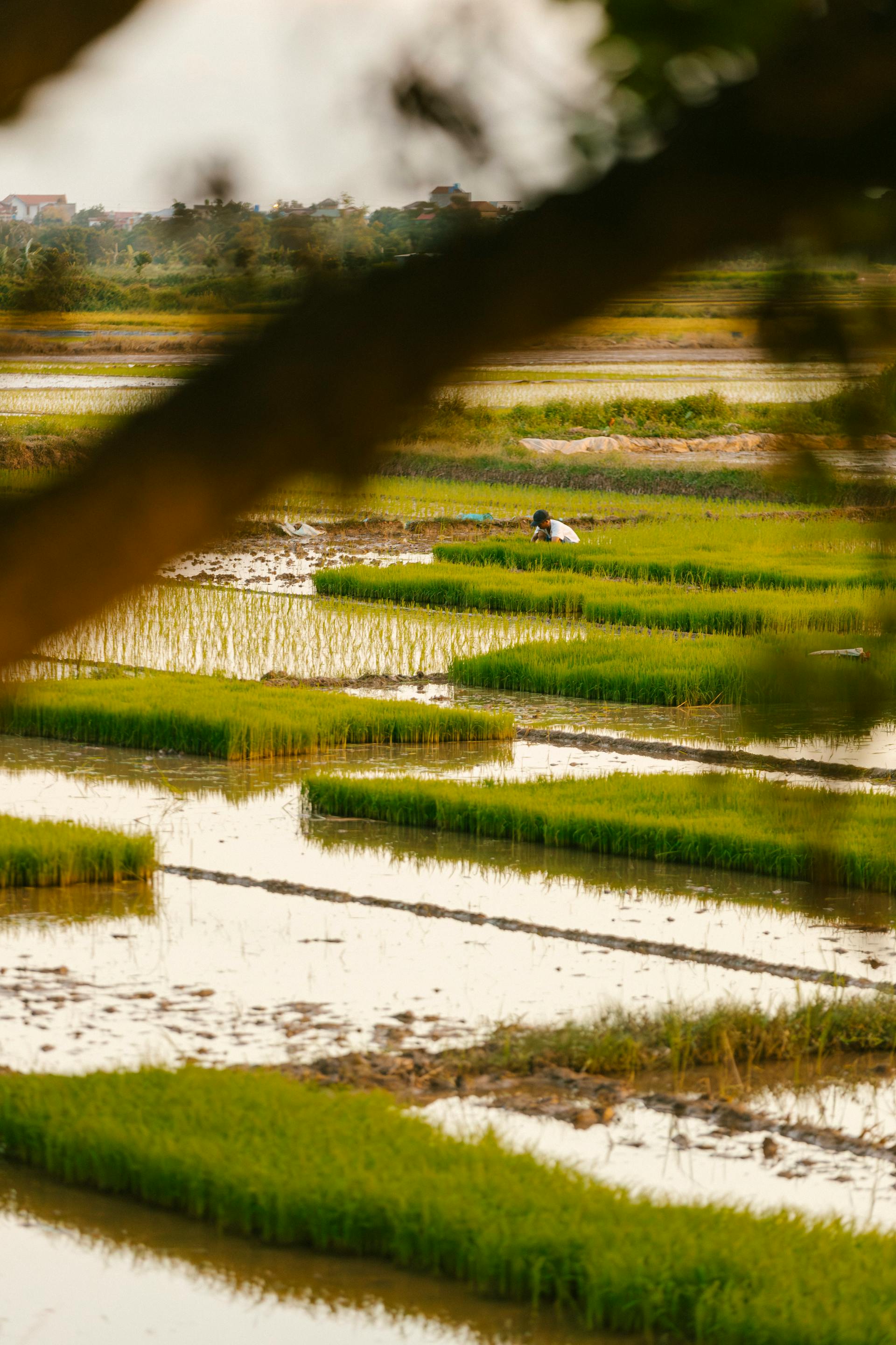 Nông dân, farmer, farm, cấy lúa, trồng lúa, nông thôn, miền quê, Việt Nam - HONG SON 11