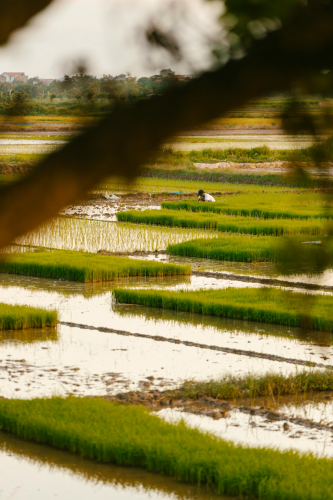Nông dân, farmer, farm, cấy lúa, trồng lúa, nông thôn, miền quê, Việt Nam - HONG SON 11