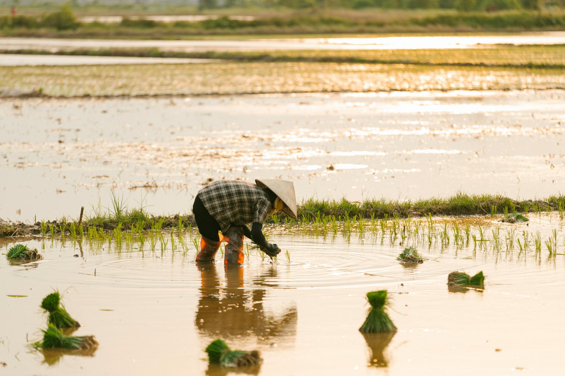 Nông dân, farmer, farm, cấy lúa, trồng lúa, nông thôn, miền quê, Việt Nam - HONG SON