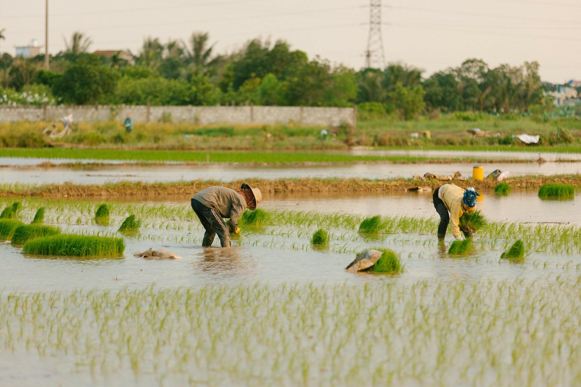 Nông dân, farmer, farm, cấy lúa, trồng lúa, nông thôn, miền quê, Việt Nam - HONG SON 1