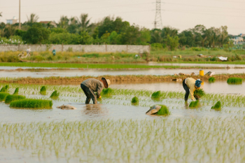 Nông dân, farmer, farm, cấy lúa, trồng lúa, nông thôn, miền quê, Việt Nam - HONG SON 1