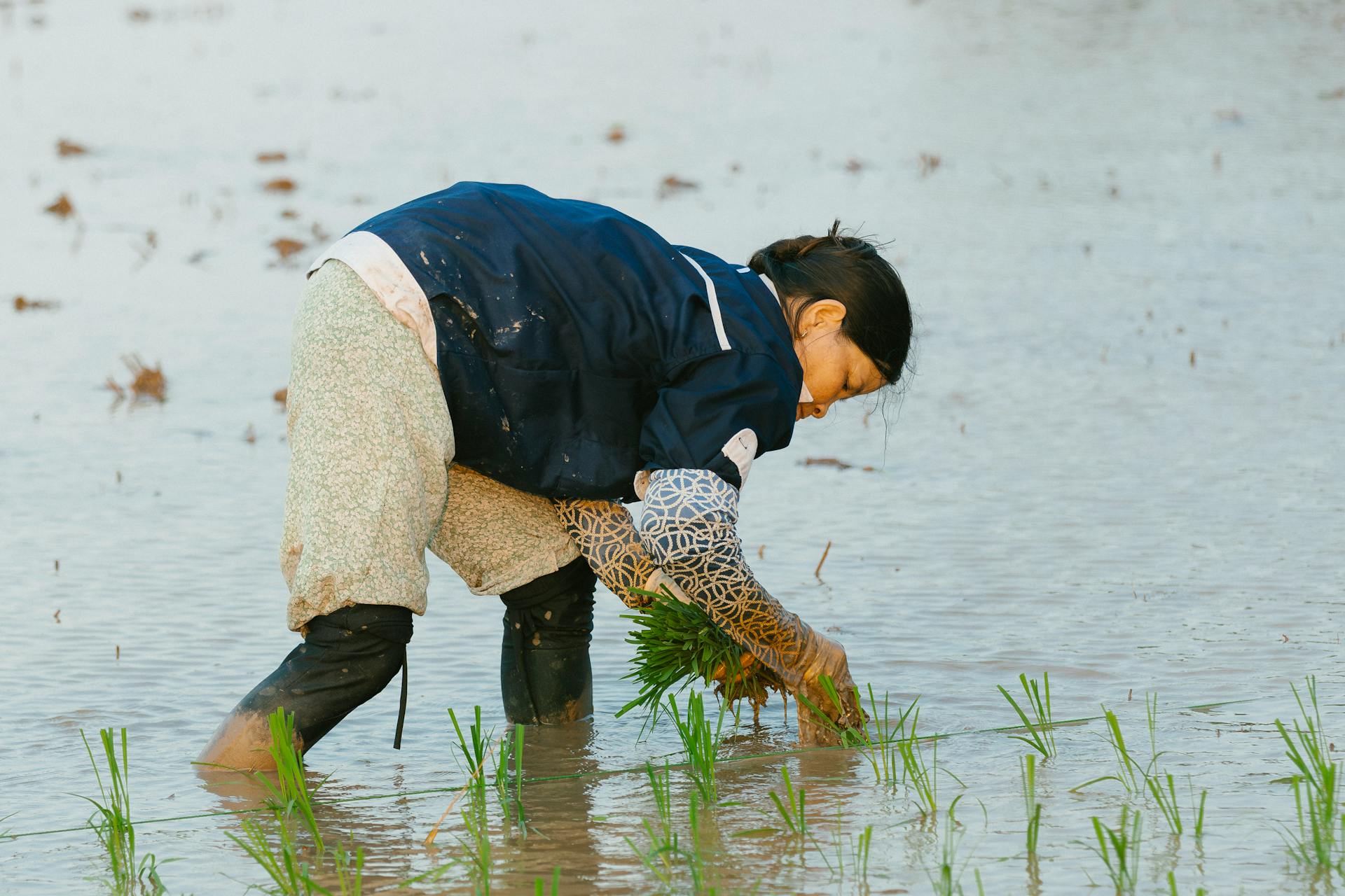 Nông dân, farmer, farm, cấy lúa, trồng lúa, nông thôn, miền quê, Việt Nam - HONG SON 2