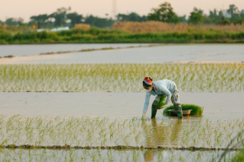Cánh đồng, đồng ruộng, nông dân, làm lúa, field, paddy field, farmer, rice farming - HONG SON 6